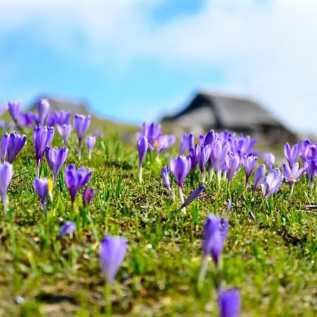 Chalet Kosutnik Velika Planina Kamniska Bistrica